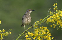 Curve-billed Thrasher (Toxostoma curvirostre) on blooming Paloverde (Parkinsonia texana), Starr County, Rio Grande Valley, Texas, USA. April 2002