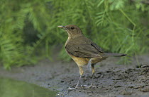 Clay-colored Thrush (Turdus grayi) next to water Rio Grande Valley, Texas, USA. May 2002