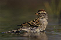Chipping Sparrow (Spizella passerina) bathing in water, Willacy County, Rio Grande Valley, Texas, USA. March 2004