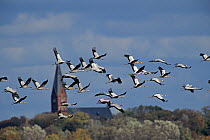 RF- Flock of Common Crane (Grus grus) in flight, Ruegen, Germany. October. (This image may be licensed either as rights managed or royalty free.)