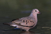 Common Ground-Dove (Columbina passerina) in water to drink, Lake Corpus Christi, Texas, USA. May 2003