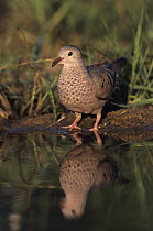 Common Ground-Dove (Columbina passerina) at water's edge to drink, Lake Corpus Christi, Texas, USA. May 2003