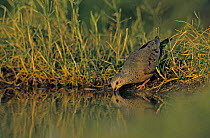 Common Ground-Dove (Columbina passerina) drinking, Starr County, Rio Grande Valley, Texas, USA. April 2002