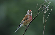 Male Common Linnet (Acanthis / Carduelis cannabina) singing, Fretterans, France, May 1999