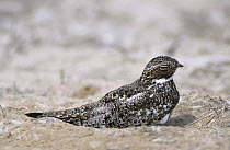 Common Nighthawk (Chordeiles minor) at day roost, High Island, Texas, USA. April 2001