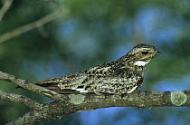 Common Nighthawk (Chordeiles minor) on branch, Welder Wildlife Refuge, Sinton, Texas, USA. May 2005