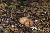 Common Pauraque (Nyctidromus albicollis) nest with eggs, Cameron County, Rio Grande Valley, Texas, USA. May 2004