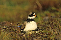 Male Common Ringed Plover (Charadrius hiaticula) on nest with newly hatched chicks and an egg, Gednjehogda, Norway. June 2001