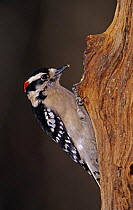 Male Downy Woodpecker (Picoides pubescens) making a hole in a tree, Burlington, North Carolina, USA. January 2005