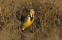 Eastern Meadowlark (Sturnella magna) Starr County, Rio Grande Valley, Texas, USA. March 2002