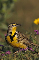 Eastern Meadowlark (Sturnella magna) in wildflowers, Willacy County, Rio Grande Valley, Texas, USA. April 2004