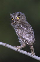Fledgling Eastern Screech-Owl (Megascops asio) Megascops asio, Willacy County, Rio Grande Valley, Texas, USA. May 2004