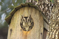 Eastern Screech-Owl (Megascops asio) with head out of nest box, Willacy County, Rio Grande Valley, Texas, USA. March 2004