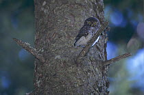 Juvenile Eurasian Pygmy-Owl (Glaucidium passerinum) in tree, Oberaegeri, Switzerland. August 1994