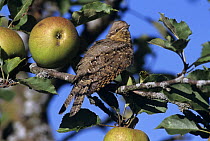 European Wryneck (Jynx torquilla) in Apple Tree (Malus sp), Oberaegeri, Switzerland. September 1995