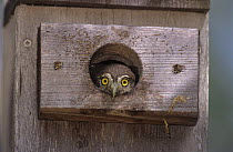 Juvenile Ferruginous Pygmy-Owl (Glaucidium brasilianum) in nest box, Willacy County, Rio Grande Valley, Texas, USA. June 2004
