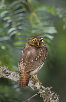 Ferruginous Pygmy-Owl (Glaucidium brasilianum) portrait, Willacy County, Rio Grande Valley, Texas, USA. June 2004