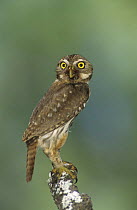 Ferruginous Pygmy-Owl (Glaucidium brasilianum) portrait Willacy County, Rio Grande Valley, Texas, USA. June 2004