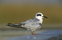 Forster's Tern (Sterna forsteri), winter plumage, Port Aransas, Texas, USA. March 2003
