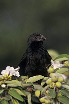 Groove-billed Ani (Crotophaga sulcirostris) on Mexican Olive Tree, Cameron County, Rio Grande Valley, Texas, USA. May 2004