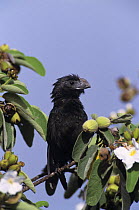 Groove-billed Ani (Crotophaga sulcirostris) in Mexican Olive Tree, Cameron County, Rio Grande Valley, Texas, USA. May 2004