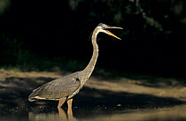 Great Blue Heron (Ardea herodias) wading in pond with bill open, Starr County, Rio Grande Valley, Texas, USA. May 2002