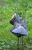 Juvenile Great Blue Heron (Ardea herodias)preening, New Braunfels, Texas, USA. April 2001