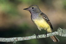 Great-crested Flycatcher (Myiarchus crinitus) perched on branch, High Island, Texas, USA. May 2001