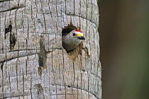 Male Golden-fronted Woodpecker (Melanerpes aurifrons) with head emerged from nesting cavity in palm tree, Brownsville, Rio Grande Valley, Texas, USA. April 2001