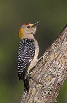 Male Golden-fronted Woodpecker (Melanerpes aurifrons) calling, Starr County, Rio Grande Valley, Texas, USA. May 2002