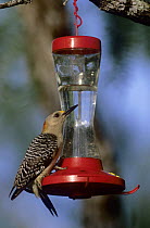 Male Golden-fronted Woodpecker (Melanerpes aurifrons) drinking from Hummingbird feeder, Willacy County, Rio Grande Valley, Texas, USA. May 2004