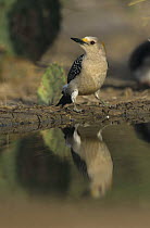 Female Golden-fronted Woodpecker (Melanerpes aurifrons) at water to drink, Starr County, Rio Grande Valley, Texas, USA. May 2002