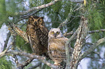 Adult Great Horned Owl (Bubo virginianus) with fledgling in mesquite tree, Willacy County, Rio Grande Valley, Texas, USA. May 2004