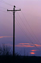 Great Horned Owl (Bubo virginianus) on telegraph pole at sunset, Lake Corpus Christi, Texas, USA. March 2003