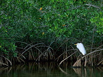 RF- Great Egret (Ardea alba) perched on root of Mangrove tree (Rhizophoraceae). Ding Darling National Wildlife Refuge, Sanibel Island, Florida, USA. December. (This image may be licensed either as rig...