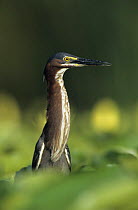 Green Heron (Butorides virescens) with neck outstretched surrounded by Yellow Water Lily pads, Welder Wildlife Refuge, Sinton, Texas, USA. June 2005