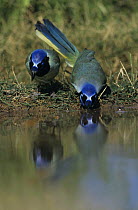 Pair of Green Jays (Cyanocorax yncas) drinking from pool, Starr County, Rio Grande Valley, Texas, USA. March 2002