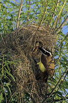 Great Kiskadee (Pitangus sulphuratus) feeding chicks in nest in a willow tree, Welder Wildlife Refuge, Sinton, Texas, USA. June 2005