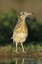 Greater Roadrunner (Geococcyx californianus) at water to drink, Starr County, Rio Grande Valley, Texas, USA. May 2002