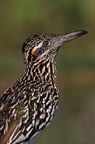 RF- Profile portrait of Greater Roadrunner (Geococcyx californianus). Starr County, Rio Grande Valley, Texas, USA. May. (This image may be licensed either as rights managed or royalty free.)