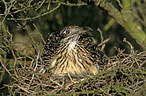Greater Roadrunner (Geococcyx californianus) on nest in Paloverde (Parkinsonia texana) shrub, Starr County, Rio Grande Valley, Texas, USA. May 2002