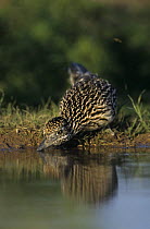 Greater Roadrunner (Geococcyx californianus) drinking from pool, Starr County, Rio Grande Valley, Texas, USA. May 2002