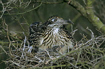 Greater Roadrunner (Geococcyx californianus) on nest in Paloverde (Parkinsonia texana) shrub with chick, Starr County, Rio Grande Valley, Texas, USA. May 2002
