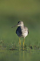 Greater Yellowlegs (Tringa melanoleuca) wading in shallow water, Willacy County, Rio Grande Valley, Texas, USA. May 2004
