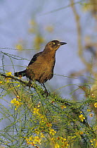 Female Great-tailed Grackle (Quiscalus mexicanus) on flowering Retama (Parkinsonia aculeata) Willacy County, Rio Grande Valley, Texas, USA. May 2004