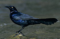 Profile of male Great-tailed Grackle (Quiscalus mexicanus) New Braunfels, Texas, USA. April 2001