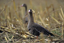 White-fronted Geese (Anser albifrons) in harvested corn field, Ruegen, Germany. October 1997