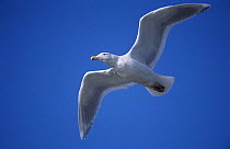 High angle shot of underside of Glaucous-winged Gull (Larus glaucescens) in flight, Homer, Alaska, USA. March 2000