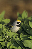 Male Golden-winged Warbler (Vermivora chrysoptera) South Padre Island, Texas, USA. May 2005