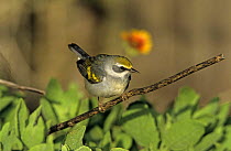 Female Golden-winged Warbler (Vermivora chrysoptera) South Padre Island, Texas, USA. May 2005